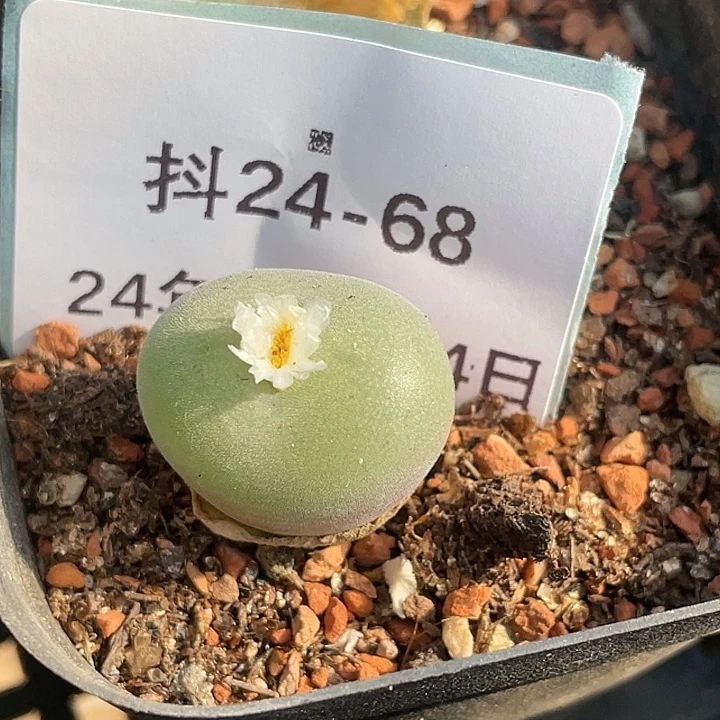 24-68空卡佛多肉植物