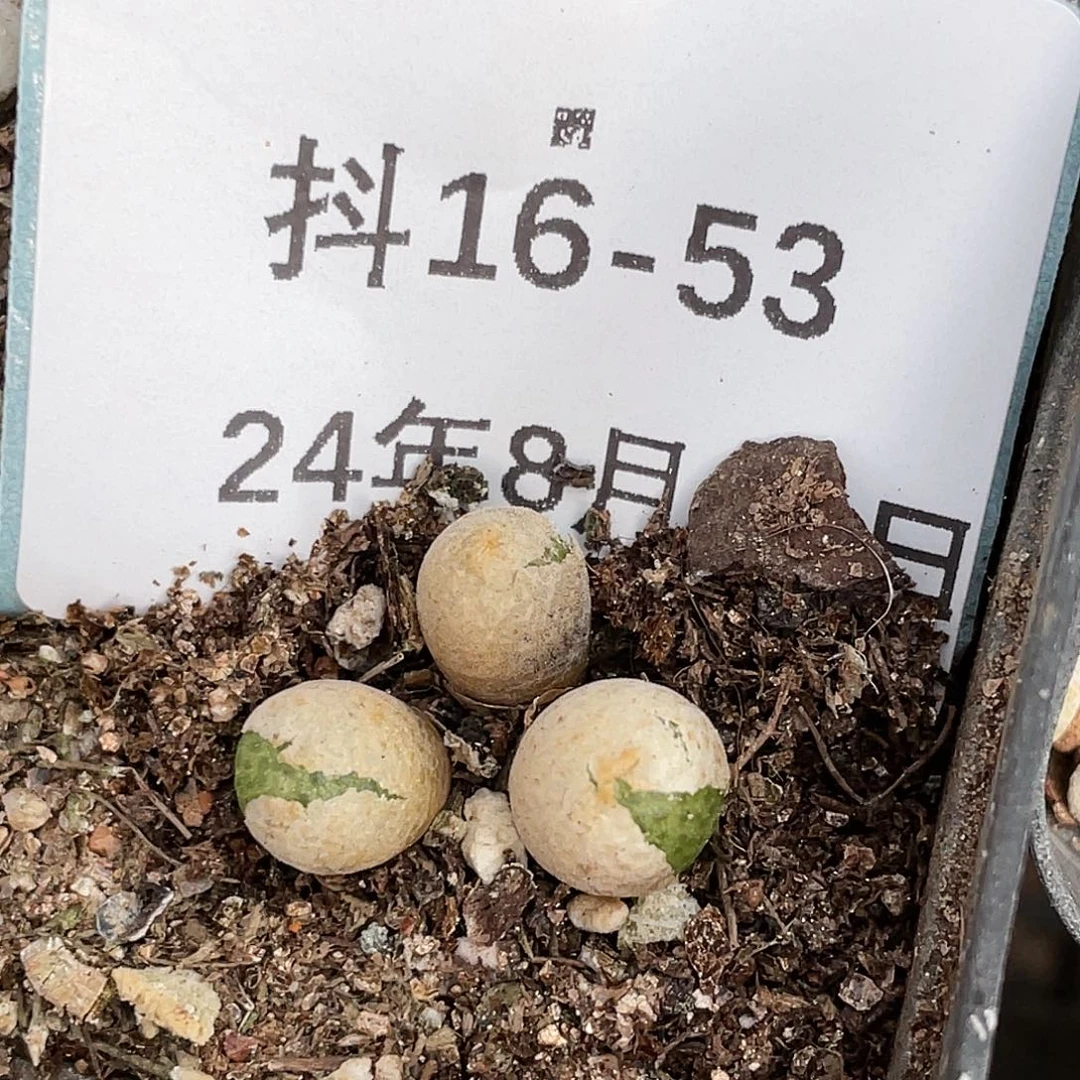 16-53玉米多肉植物