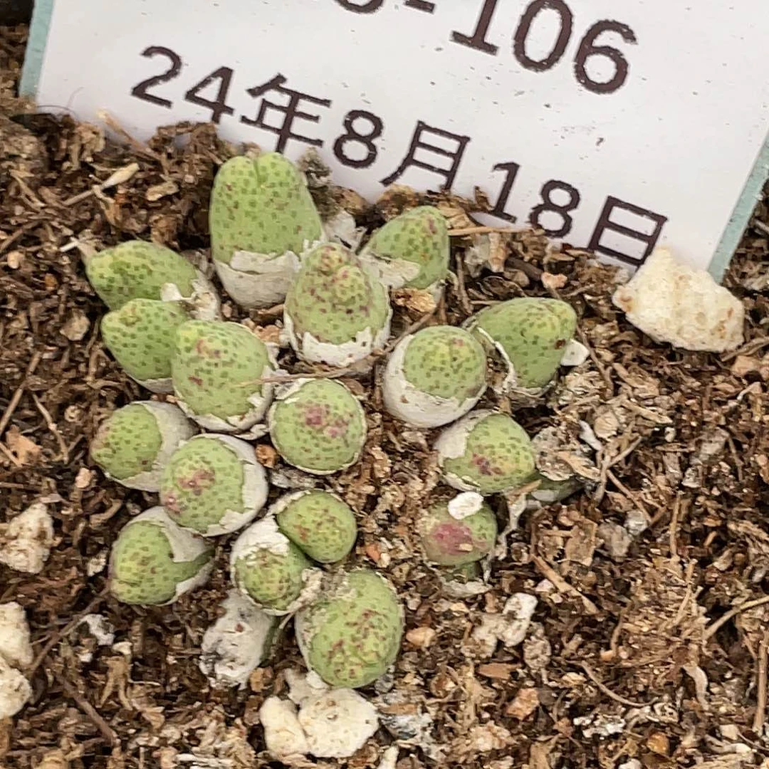 18-106草莓斑马多肉植物