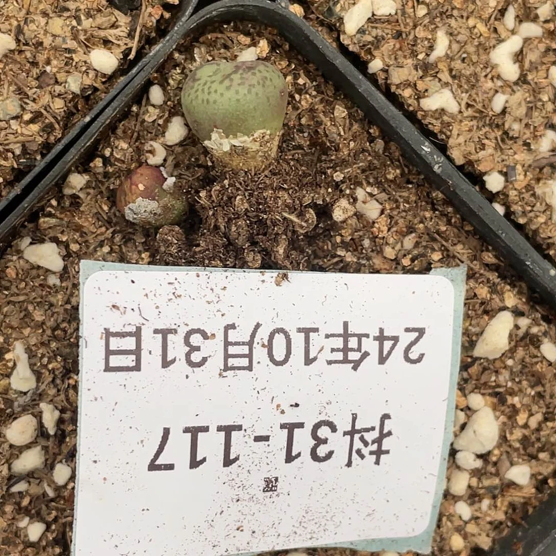 水*冻31-117肉锥多肉植物