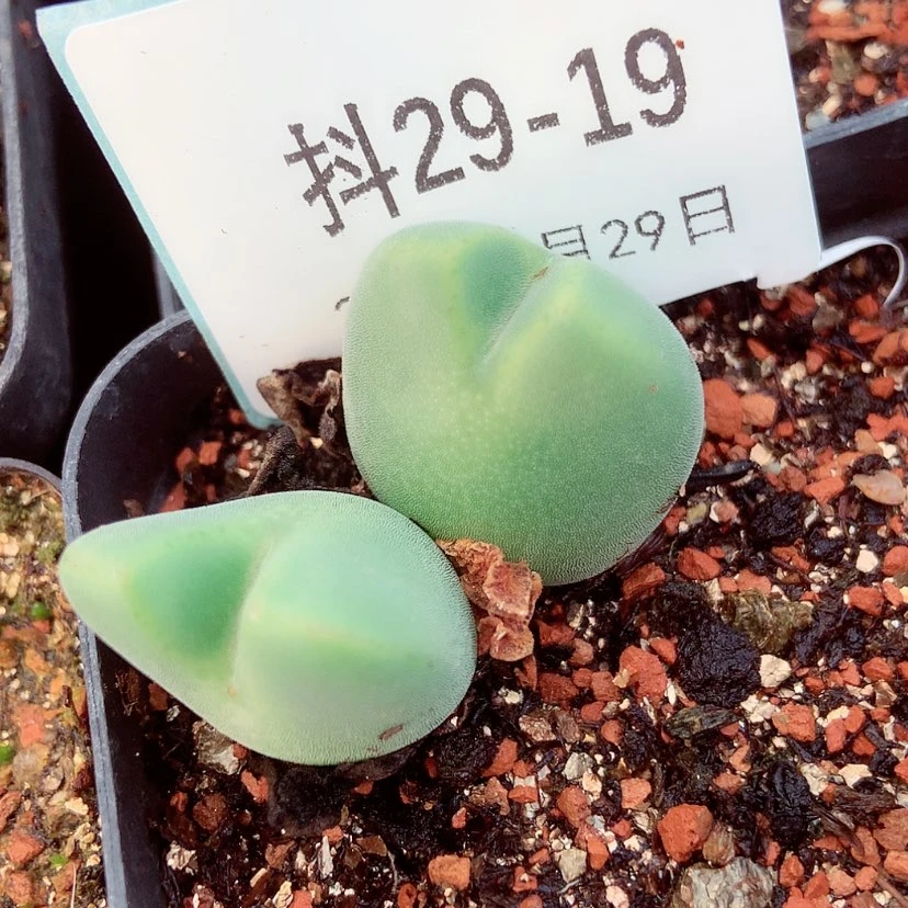 【闪购商品】鱿****?29-19