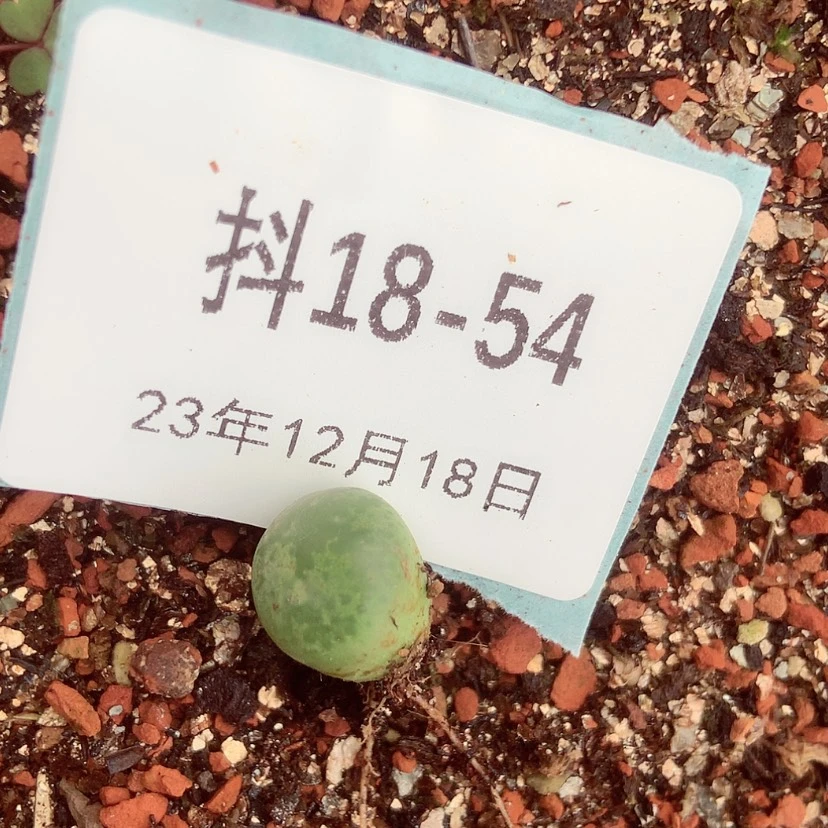 【闪购商品】丸*?18-54