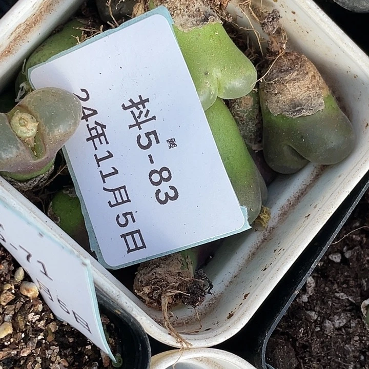 阿**林5-83肉锥多肉植物