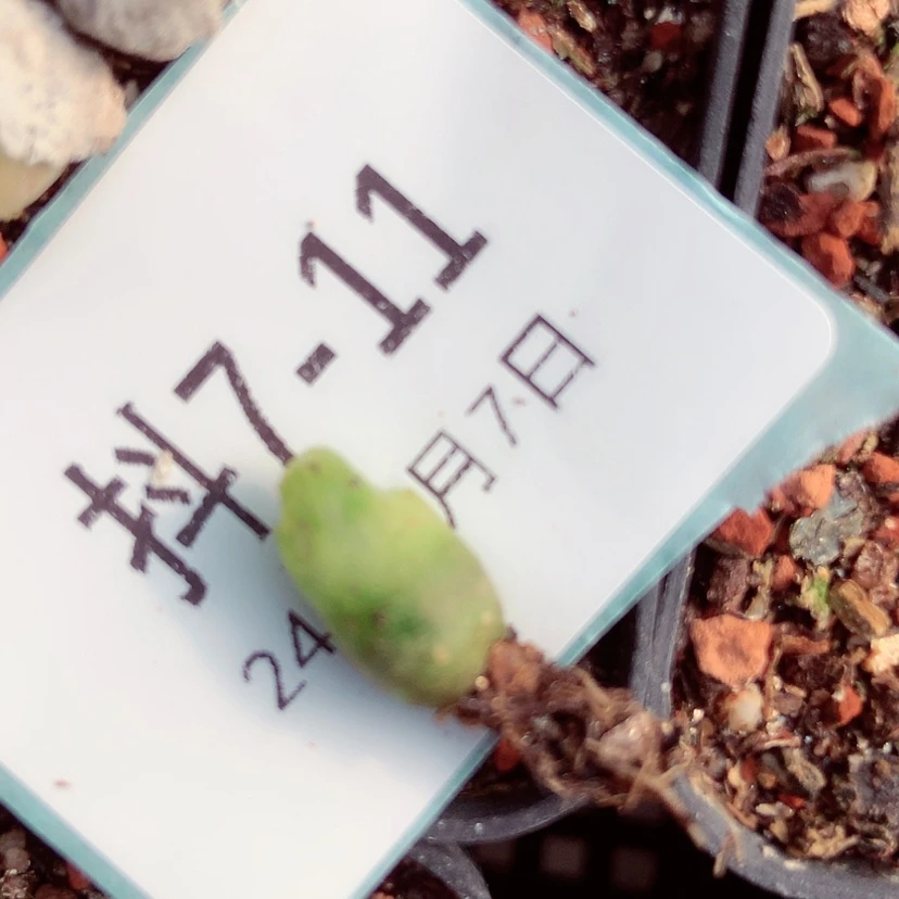 【闪购商品】半****粉7-11