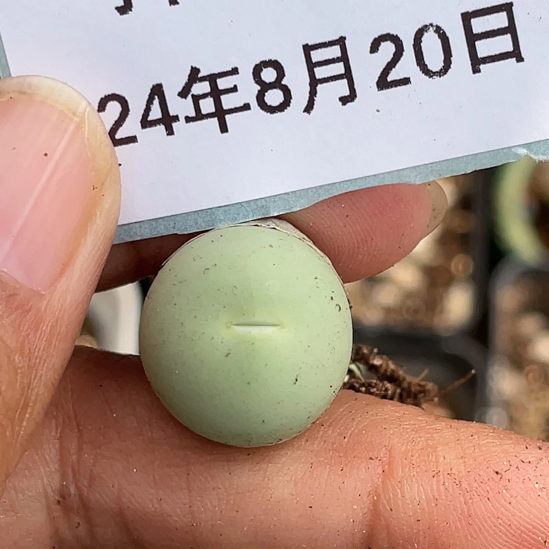 20-40鸽子蛋多肉植物