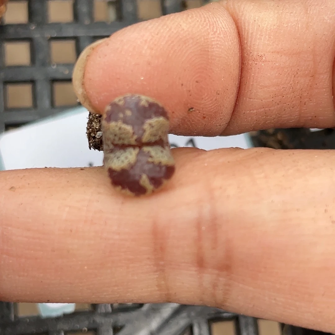 5-101勋章多肉植物