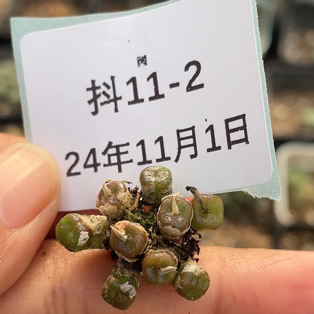 11-2方糖多肉植物