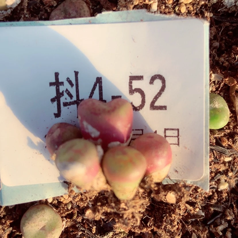 【闪购商品】什****要4-52