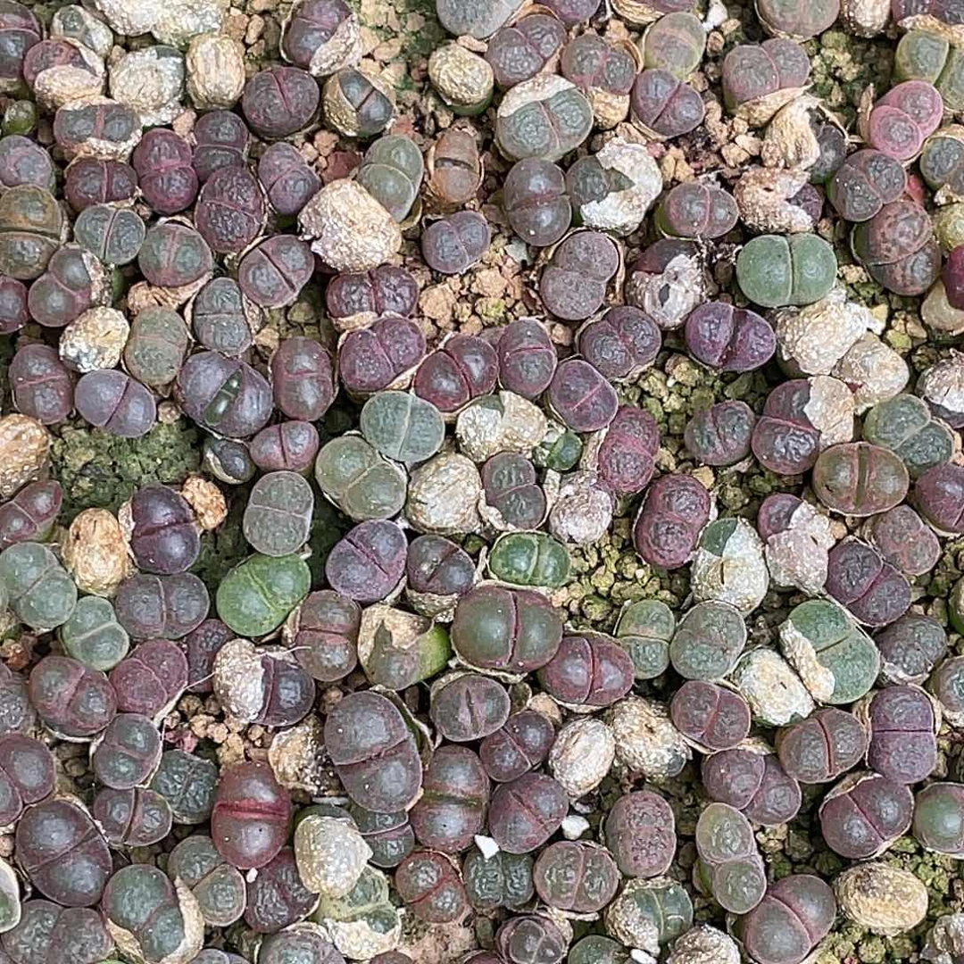 1453.9风铃一份30颗量拍