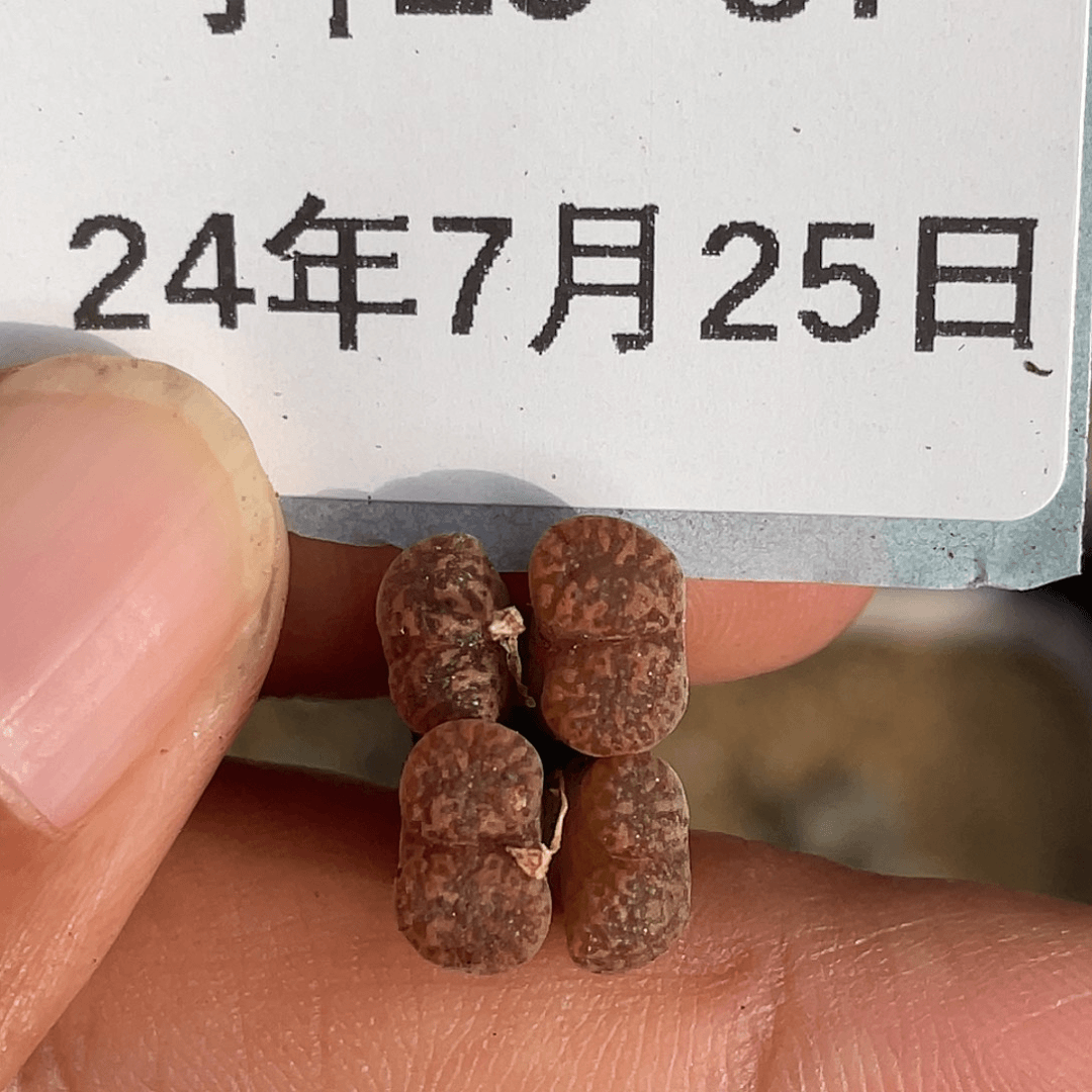 25-87鸟哈尼清晰园艺肉锥