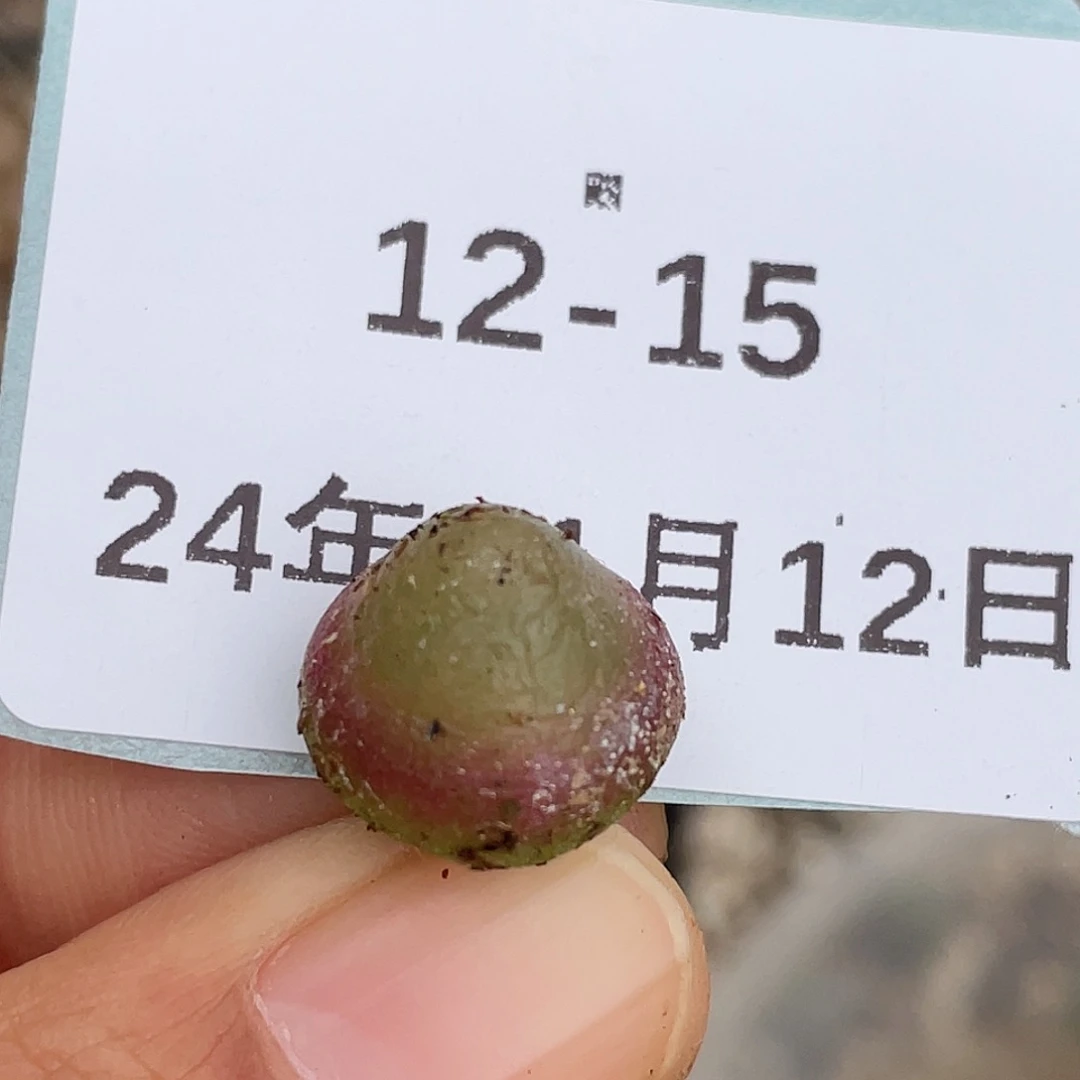 12-15灯泡多肉植物