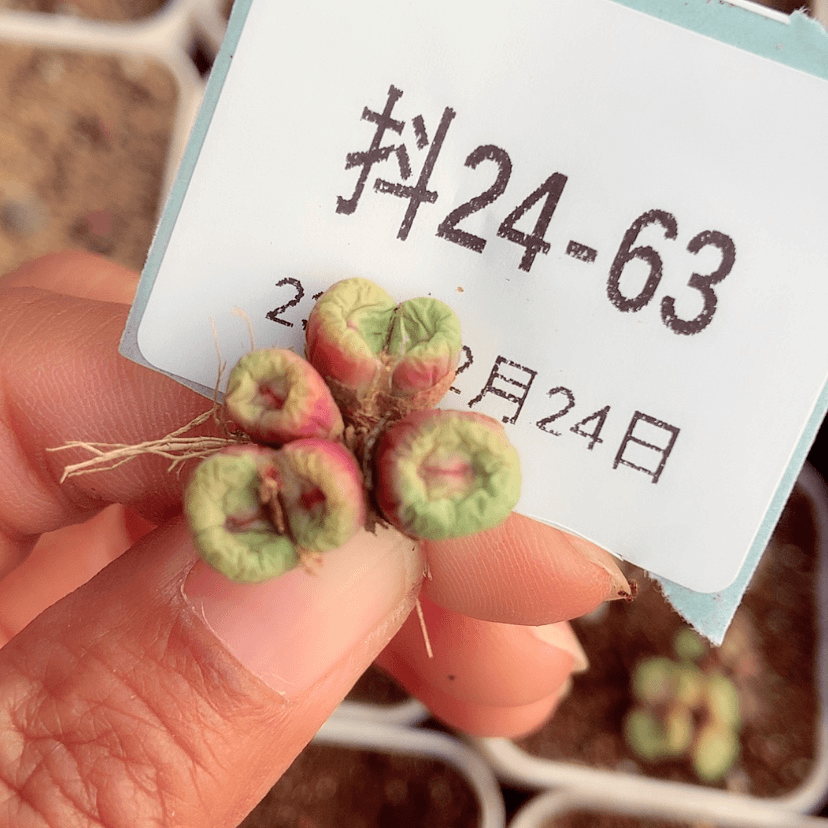 【闪购商品】无***下24-63