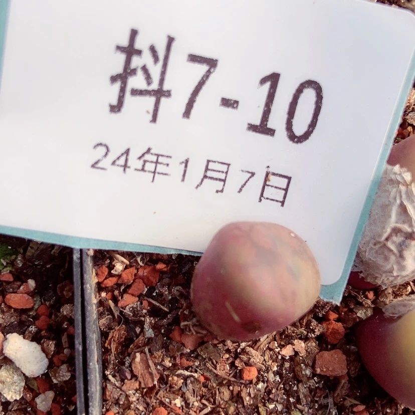 【闪购商品】陈**?7-10