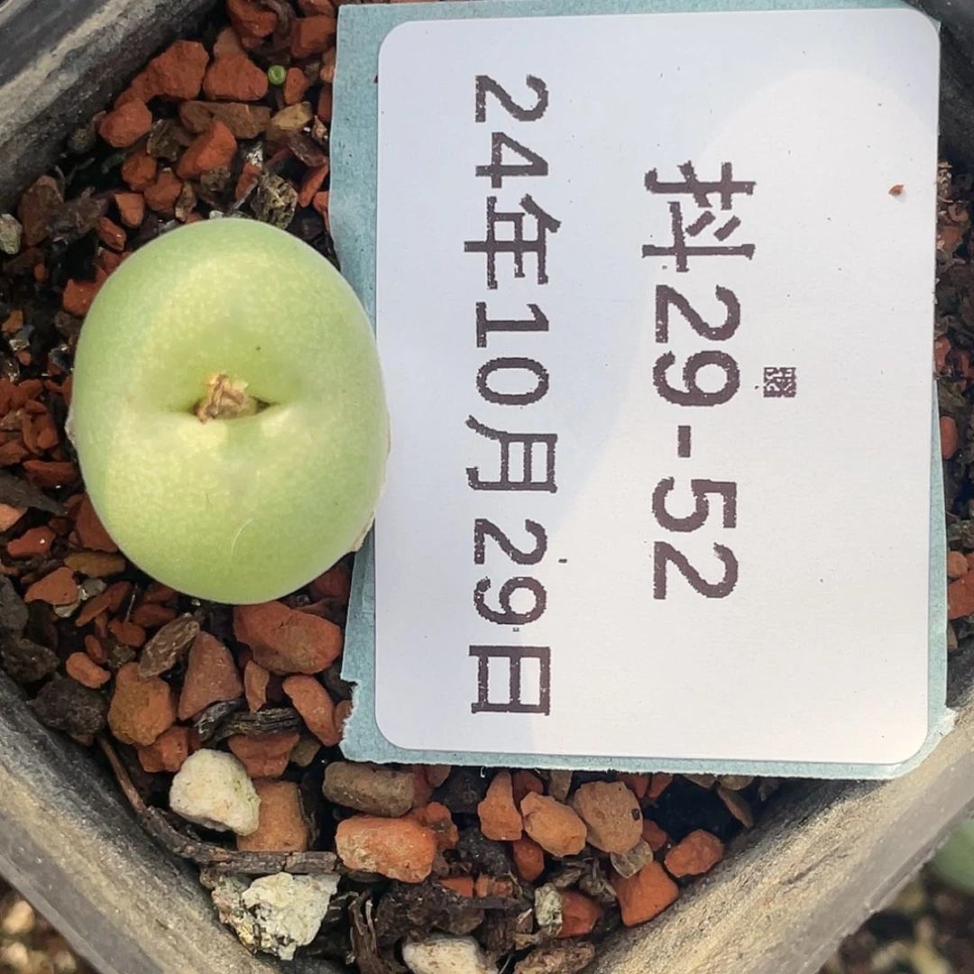 29-52肉锥孔卡佛清晰园艺