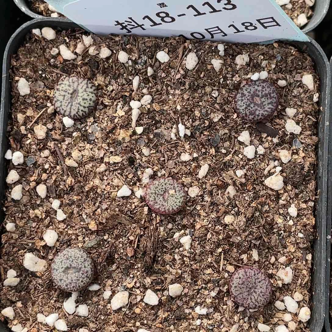 18-113秘纹安贞多肉植物