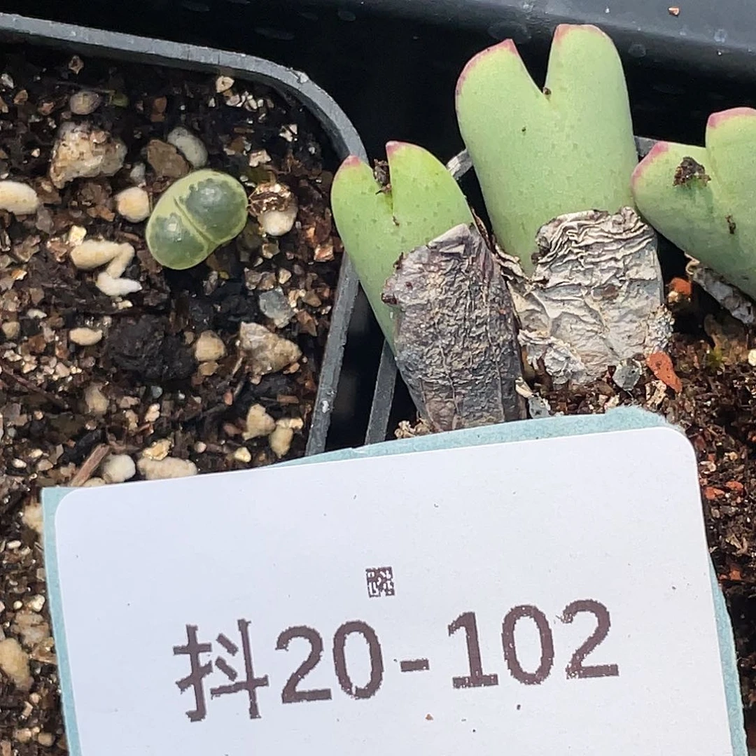·****儿20-102肉锥清晰园艺