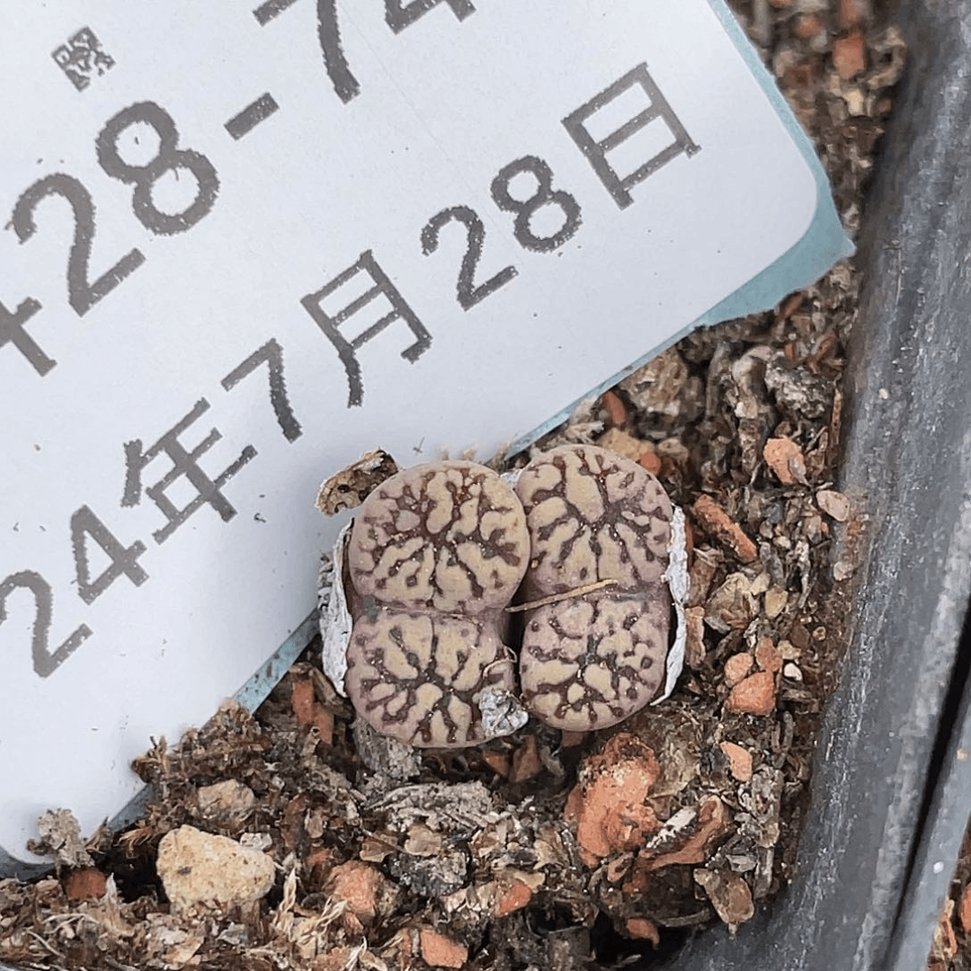 28-74鸟哈尼多肉植物