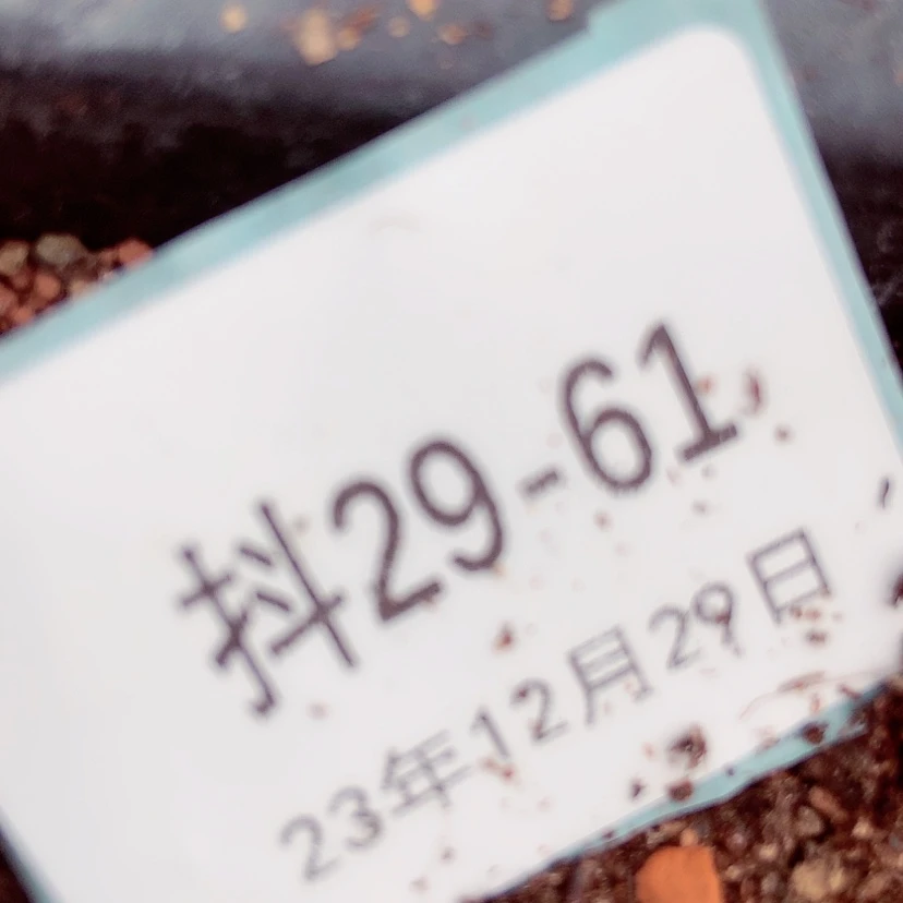 【闪购商品】独*?29-61