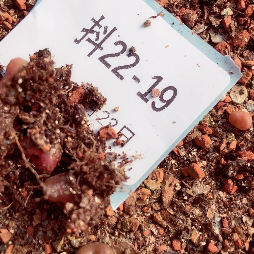 【闪购商品】22-19海参