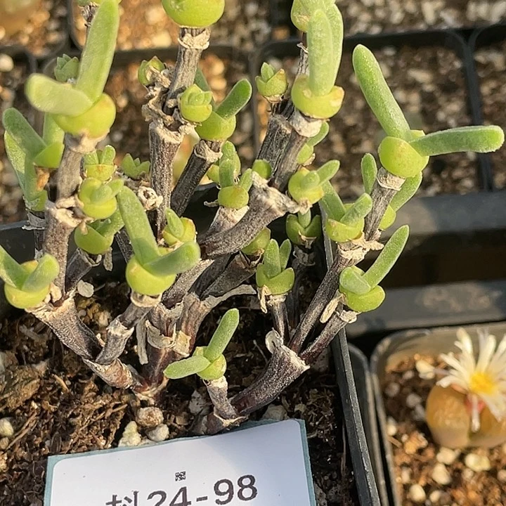 24-98枝干兔多肉植物