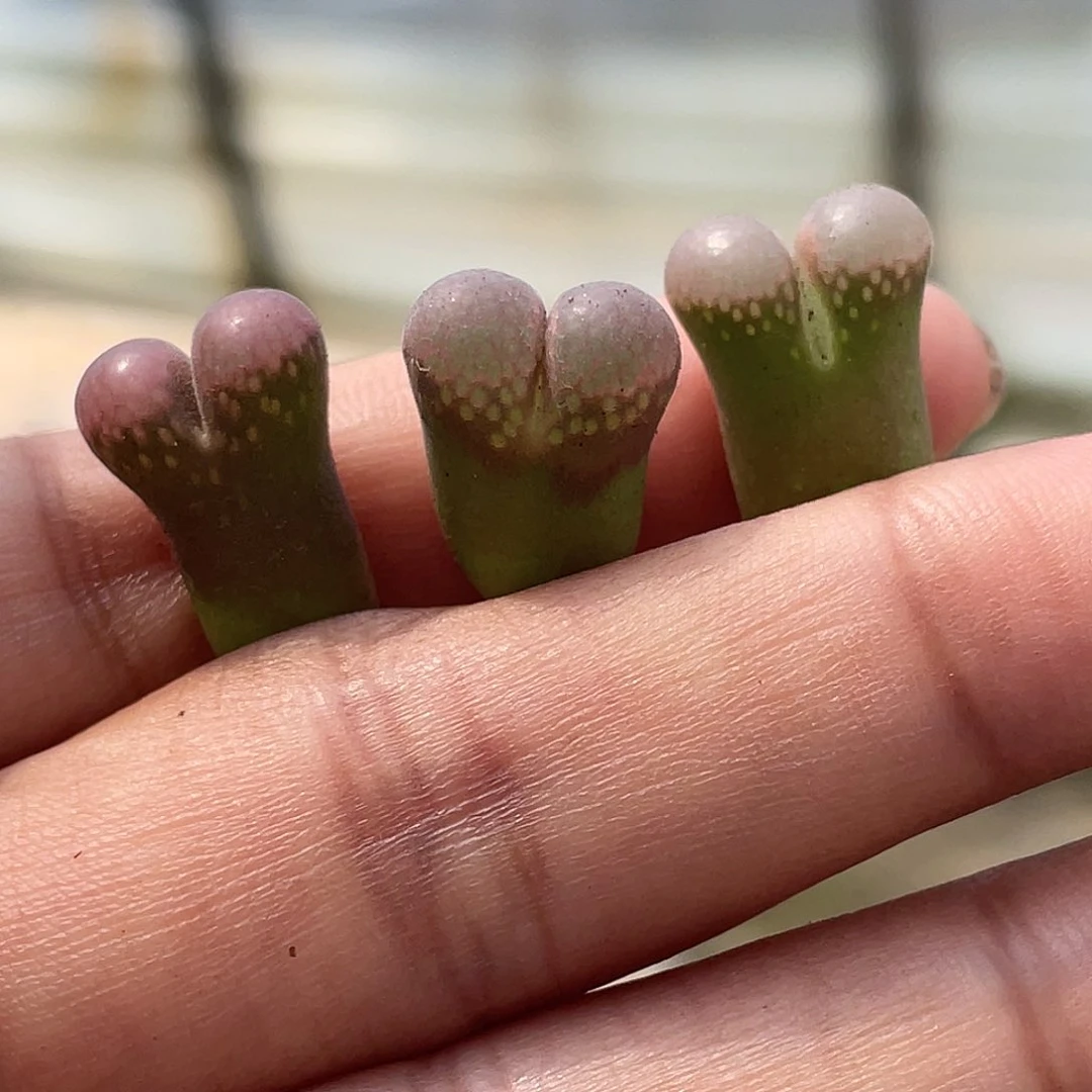 17-23小苗c10多肉植物