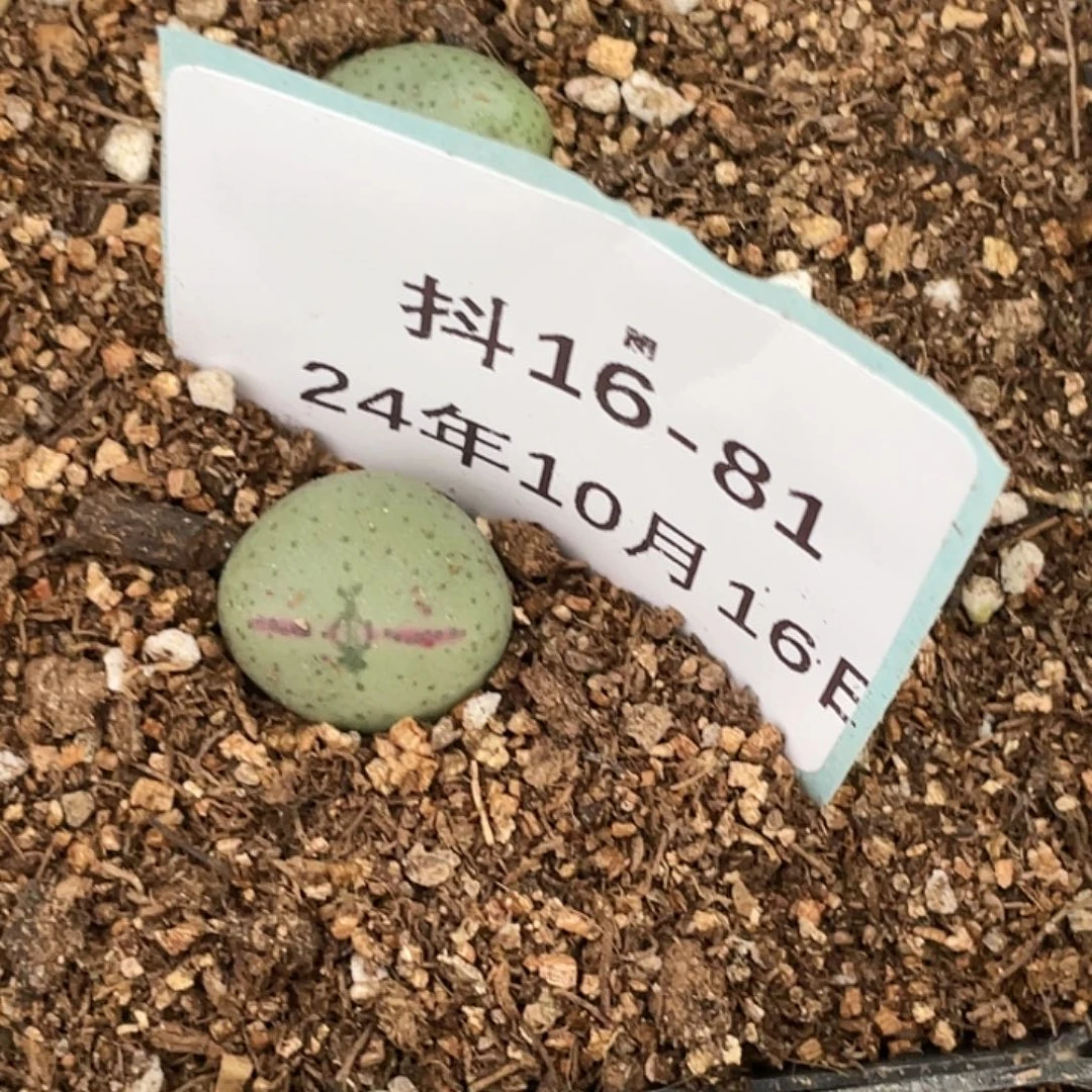 薄****16-81肉锥清晰园艺