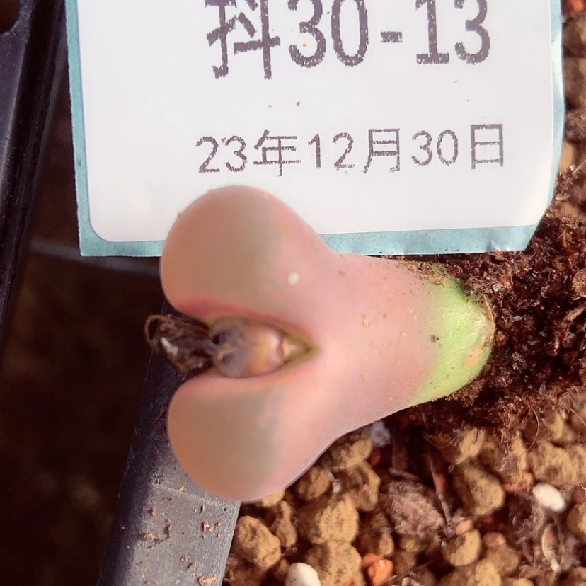 【闪购商品】波**席30-13