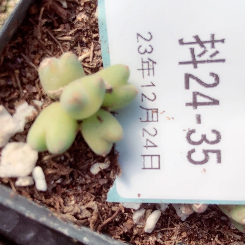 【闪购商品】半****粉24-35