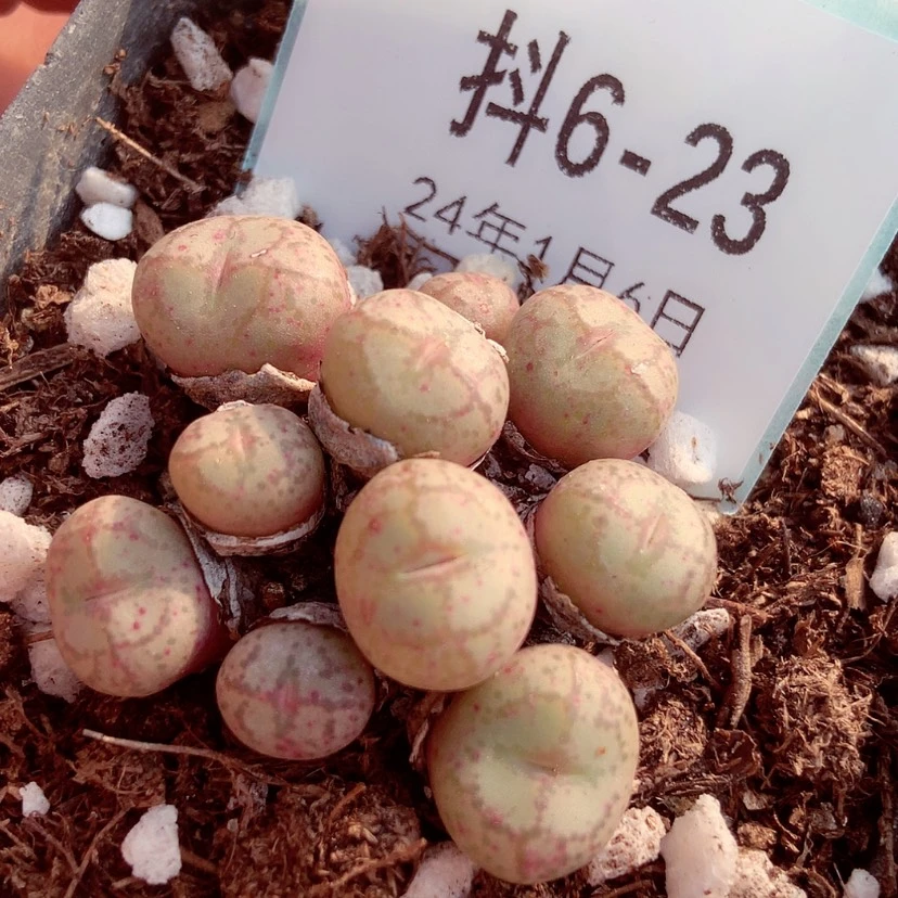 【闪购商品】6-23猴