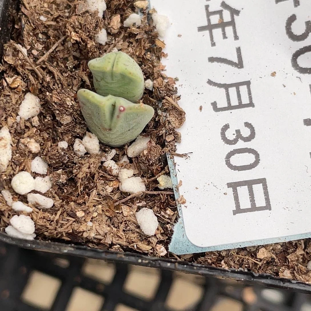30-77猪蹄多肉植物
