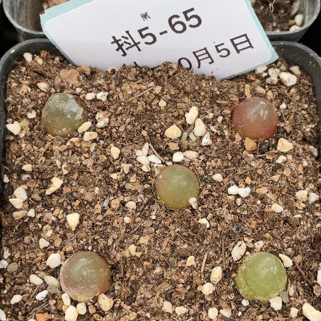 5-65灯泡多肉植物