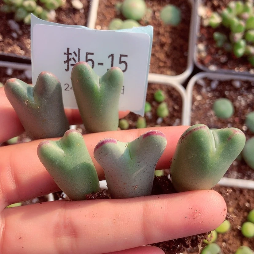 【闪购商品】鱿****?5-15