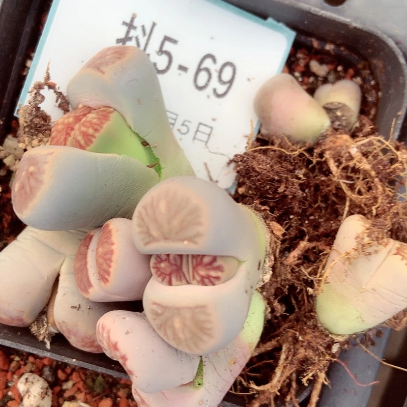 【闪购商品】陈**?5-69