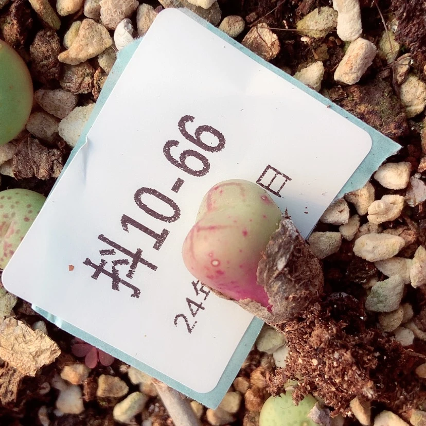 【闪购商品】k*m10-66