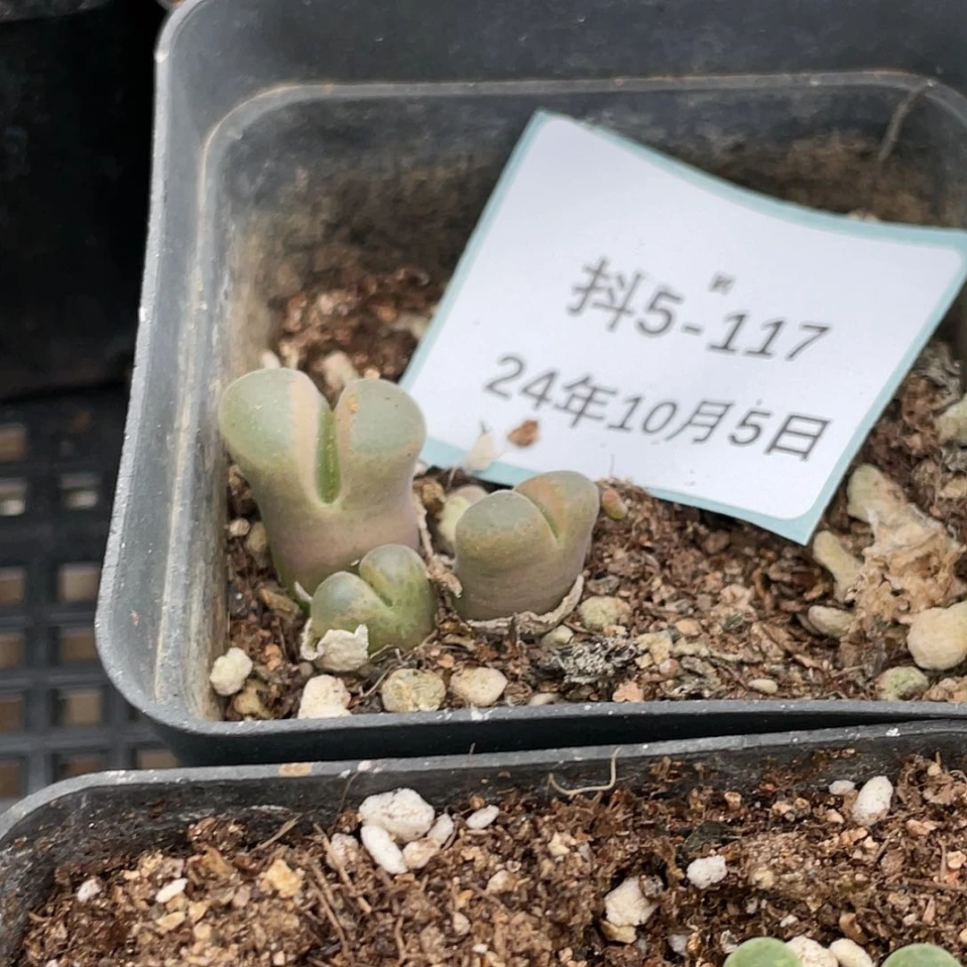 呐5-117肉锥清晰园艺