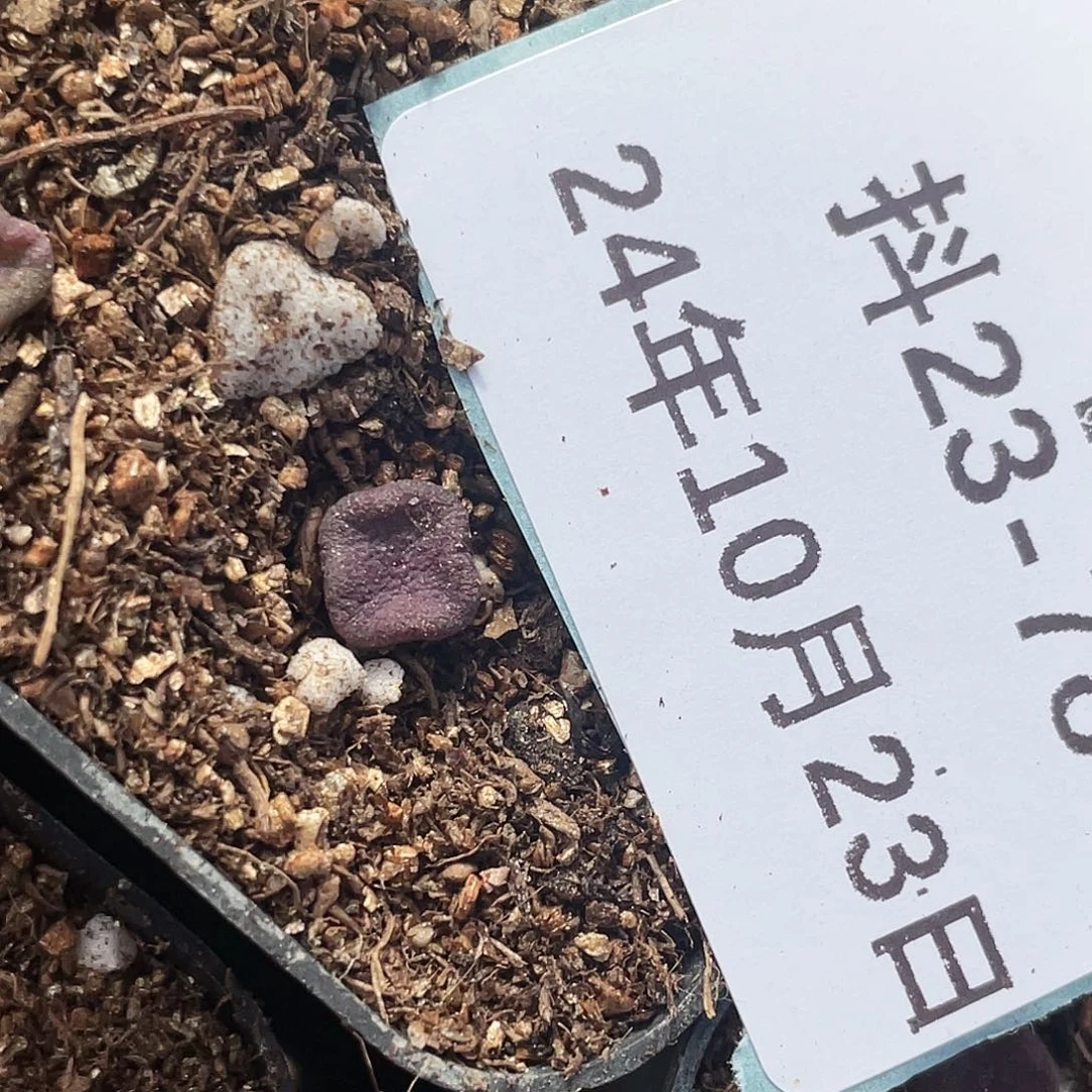 23-78方碗多肉植物