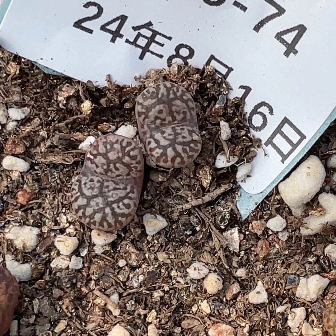 16-74鸟哈尼多肉植物