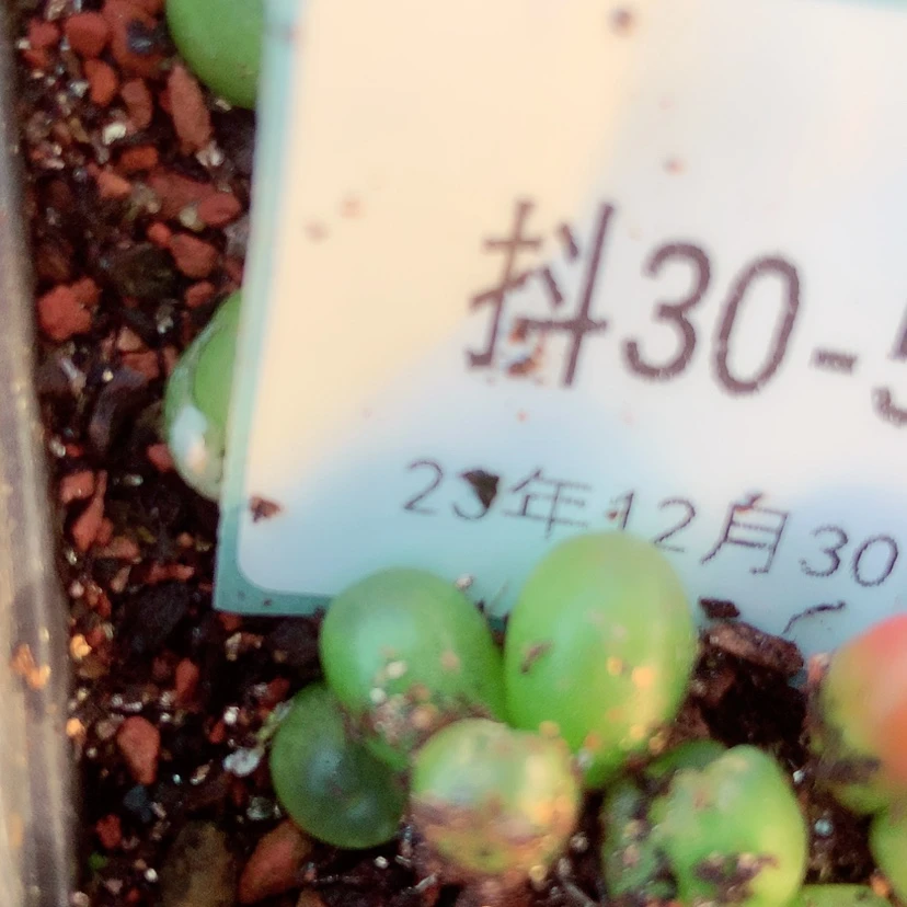 【闪购商品】半****粉30-51毛毛