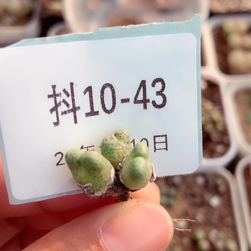 【闪购商品】10-43鹿角