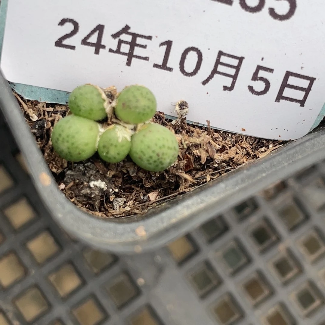 5-135斑马多肉植物