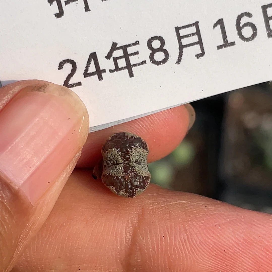 16-90勋章多肉植物