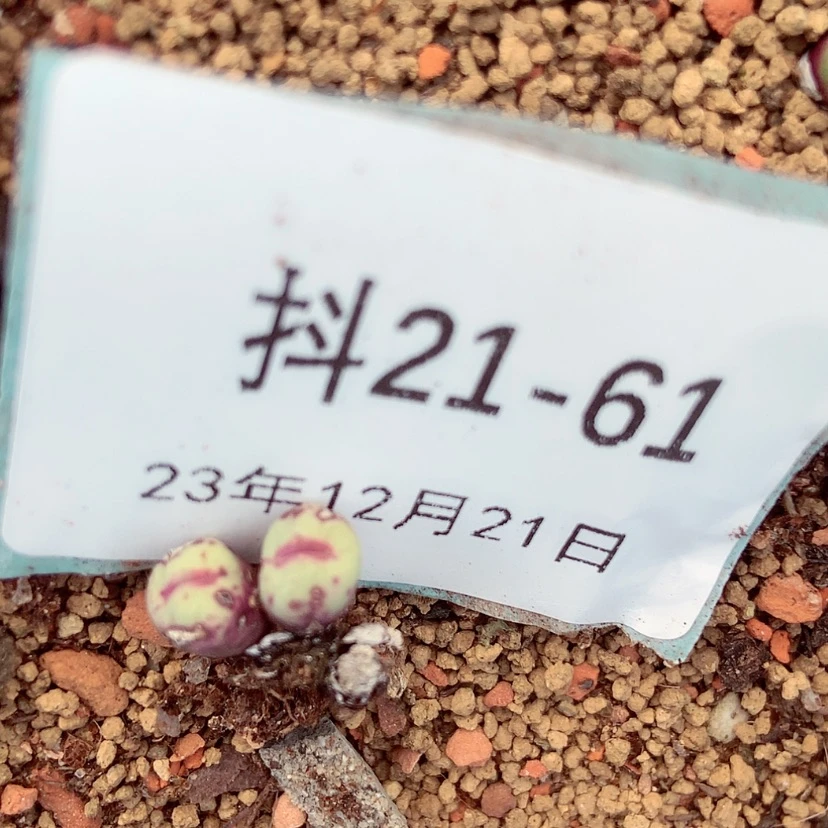 【闪购商品】半****粉21-61