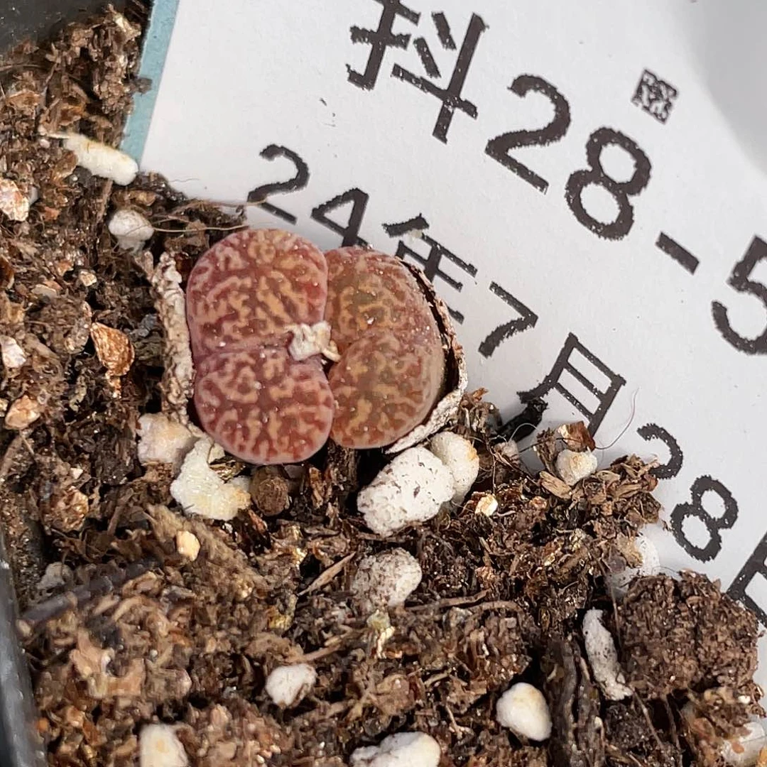 28-51鸟哈尼多肉植物