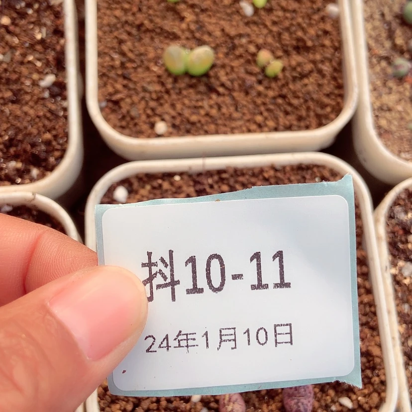 【闪购商品】云*10-11肉锥