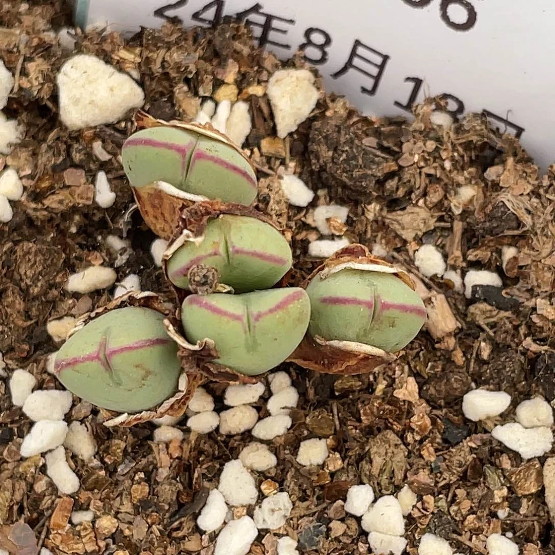 18-96将多肉植物