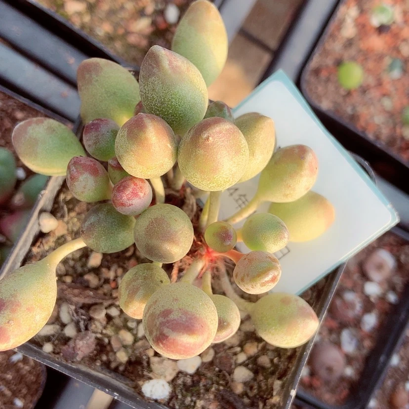 【闪购商品】2-23水泡