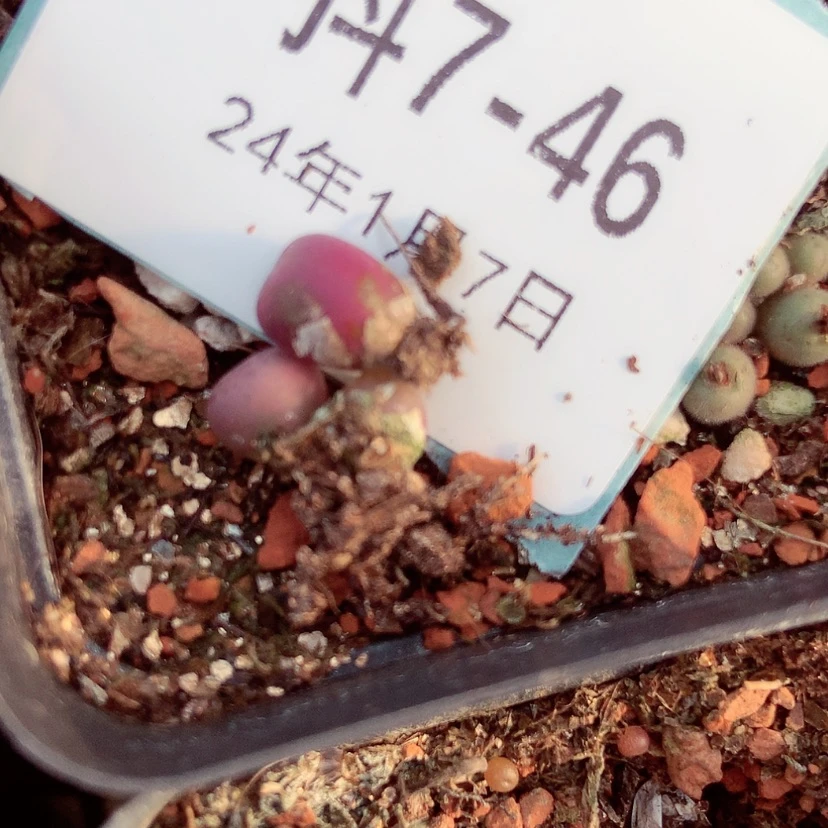 【闪购商品】云*7-46