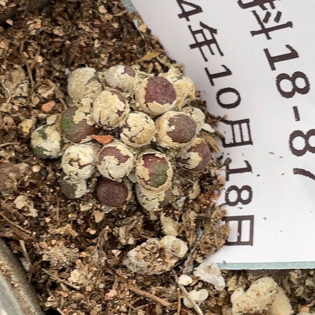 18-87肉锥ob 纽扣多肉植物