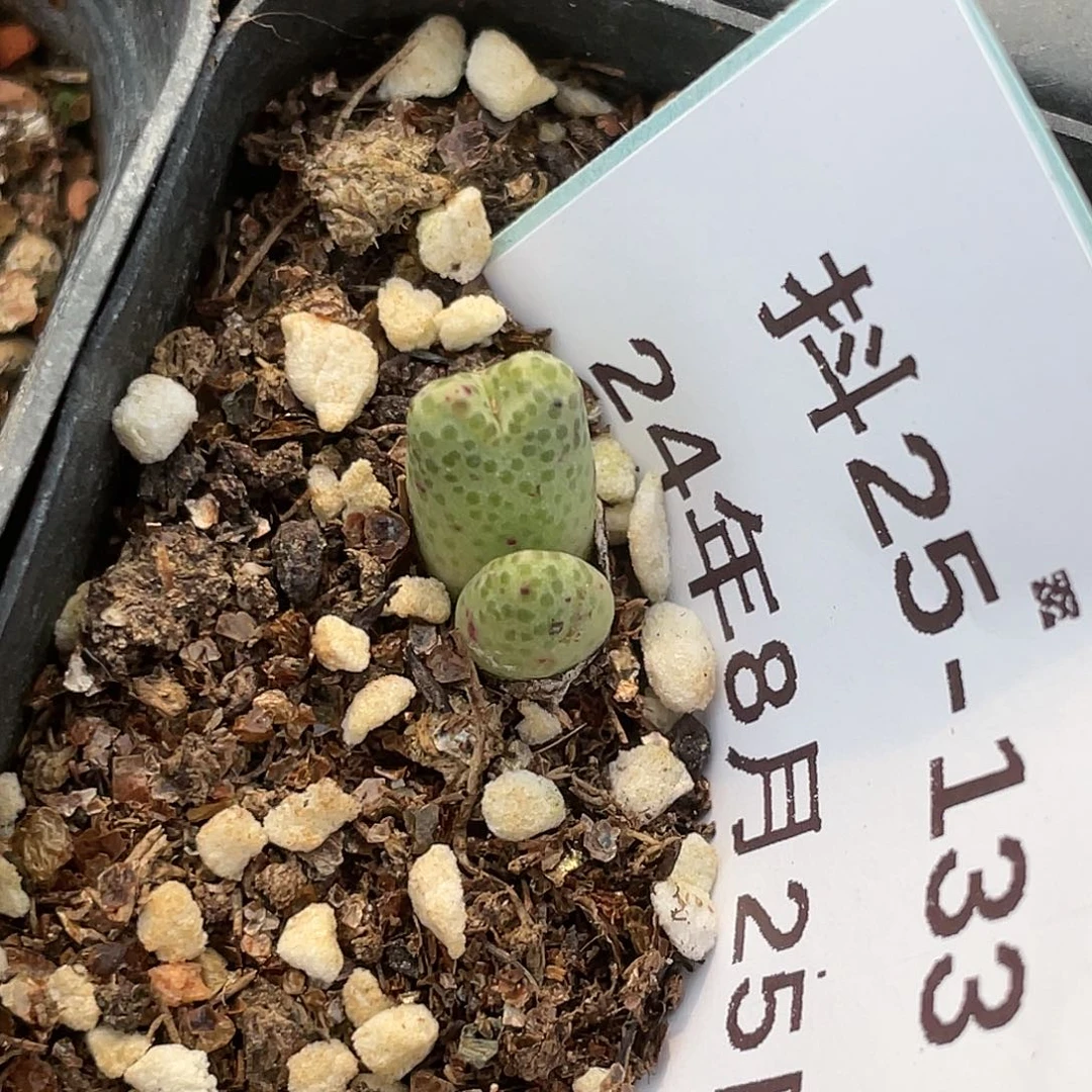 25-133斑马多肉植物