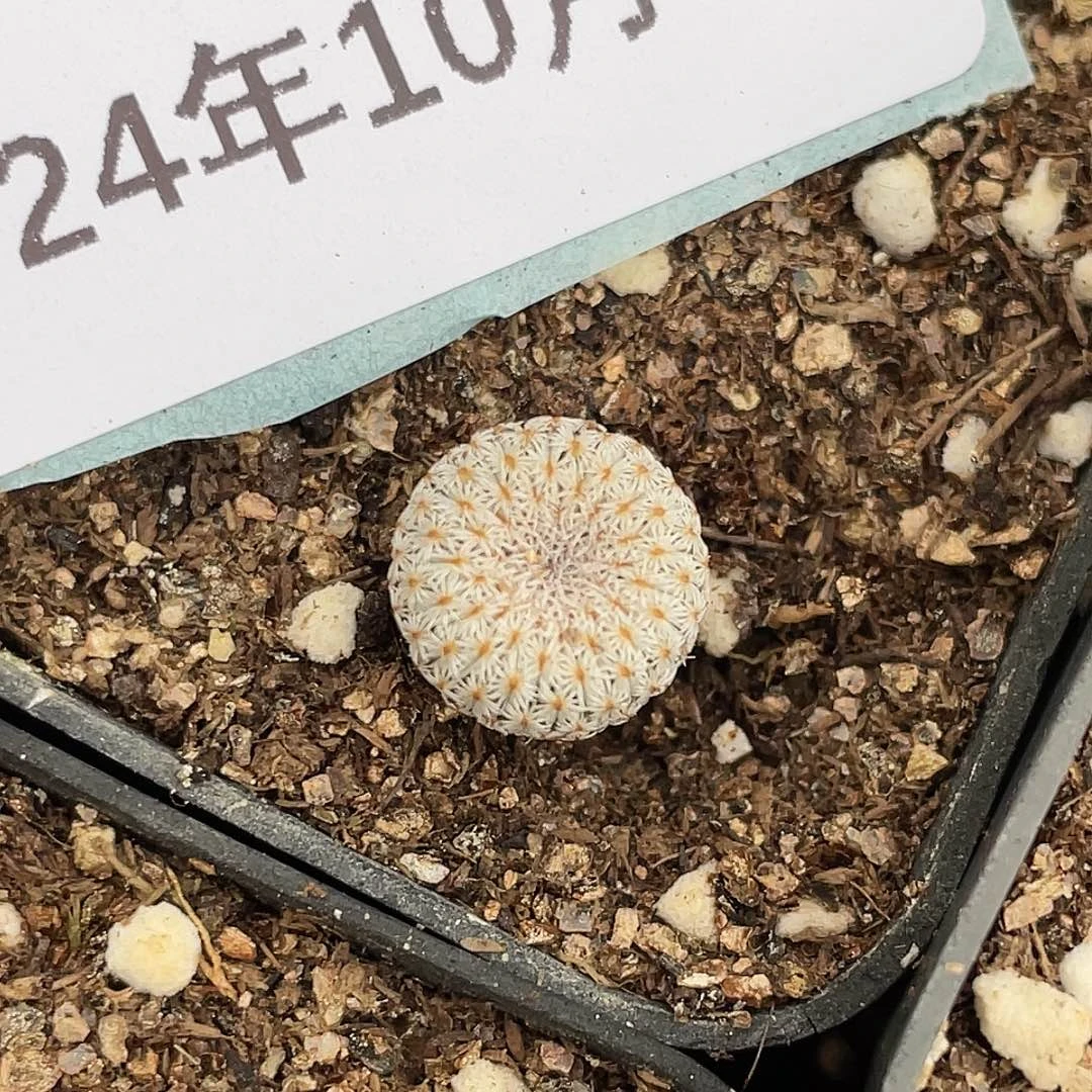 16-107月世界多肉植物